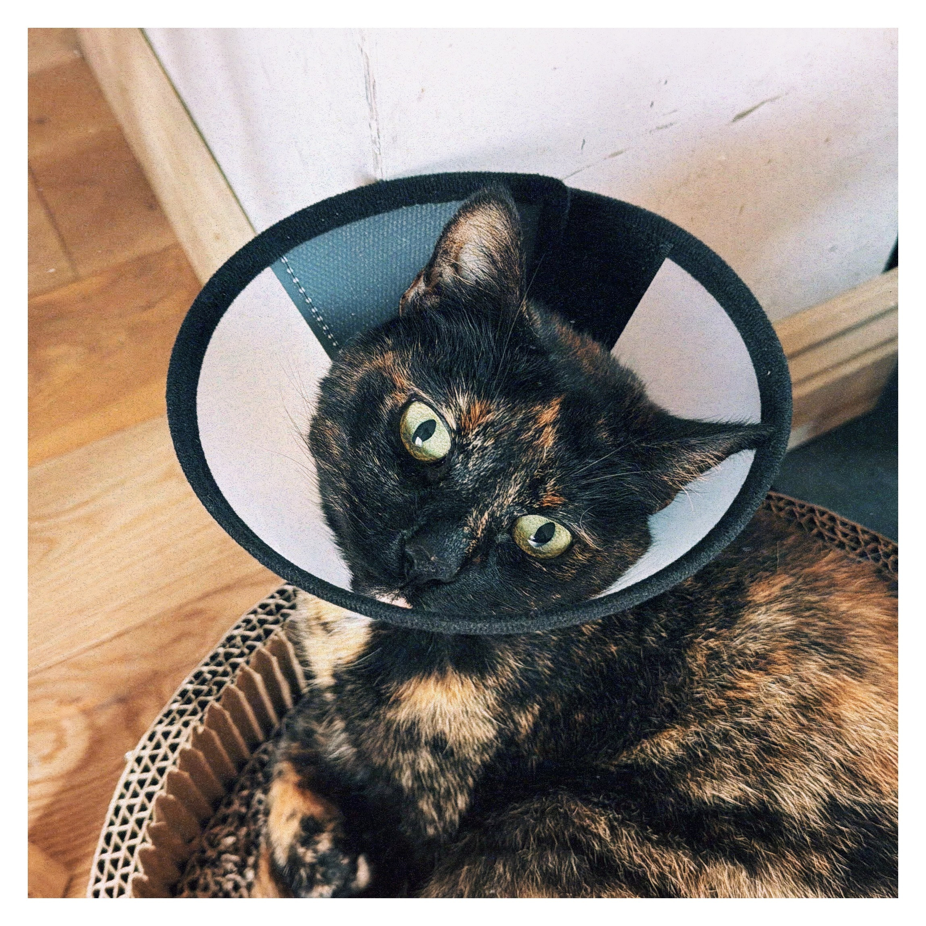 Auto-generated description: A tortoiseshell cat with a cone around its neck sits on a textured surface, looking up with wide eyes.